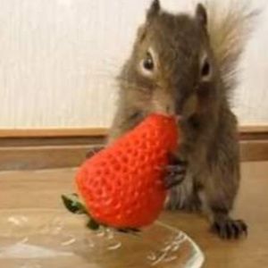 Meet your Posher, Strawberry